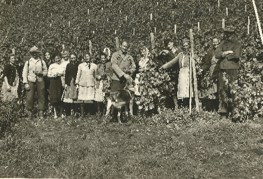 1952 Weinlese Kirchberg Drahtrahmenziehung Bildmitte Wilhelm Rhrenbach mit Hund