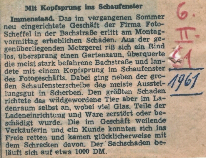 Februar 1961 ein Rind flchtet aus der Metzgerei Winkler und springt in das Schaufenster des Fotoladens 2